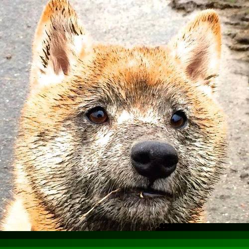 【国际比赛】丁俊晖携中国队勇夺团体赛金牌，丁俊晖资格赛